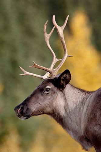 Woodland Caribou
