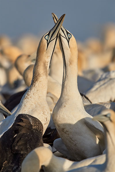 Cape Gannet Pair Necking