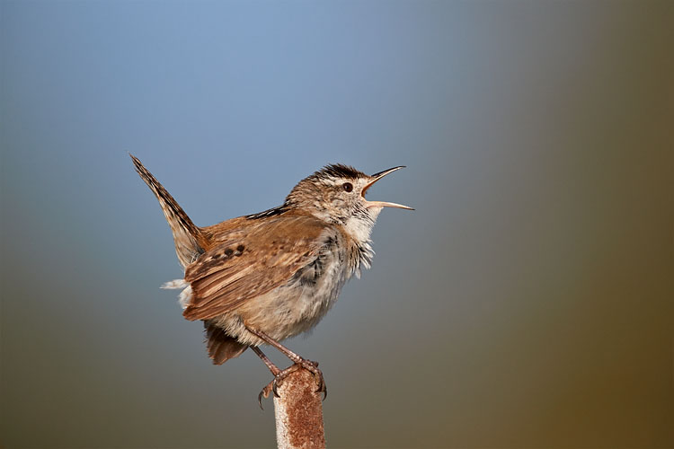 Marsh Wren Singing