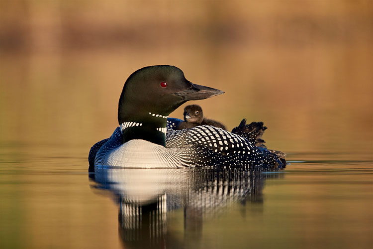 Common Loon Chick On Its Parent