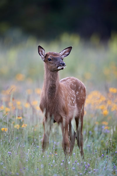 Elk Calf