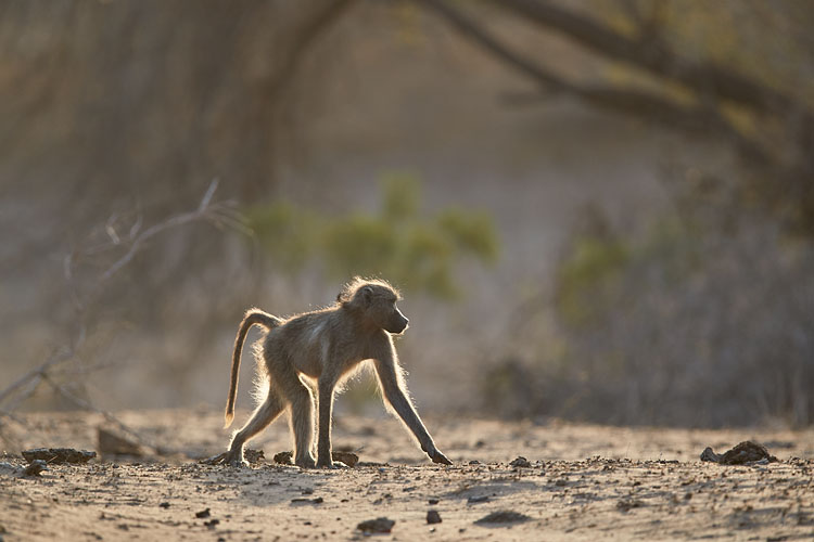 Chacma Baboon