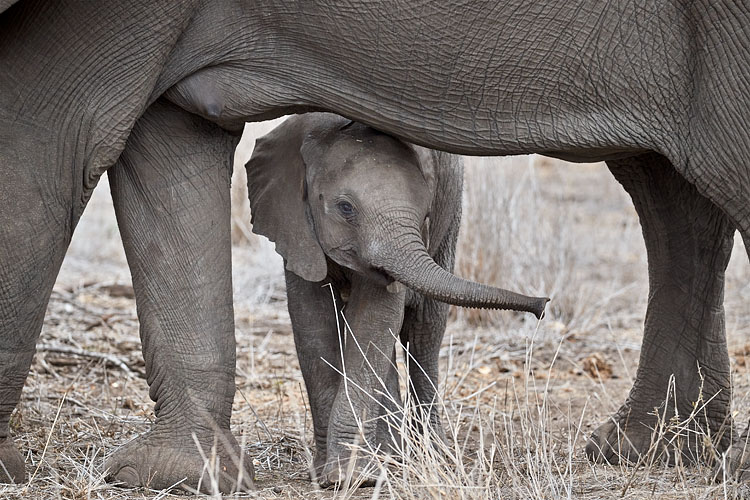 African Elephants