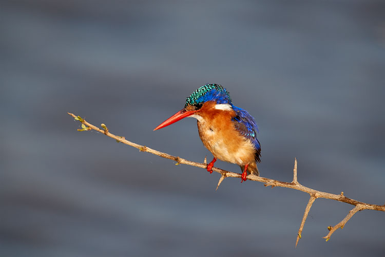 Malachite Kingfisher