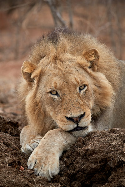 Lion