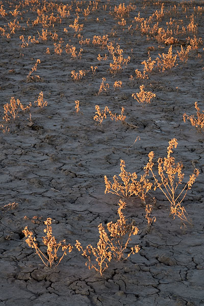 First Light