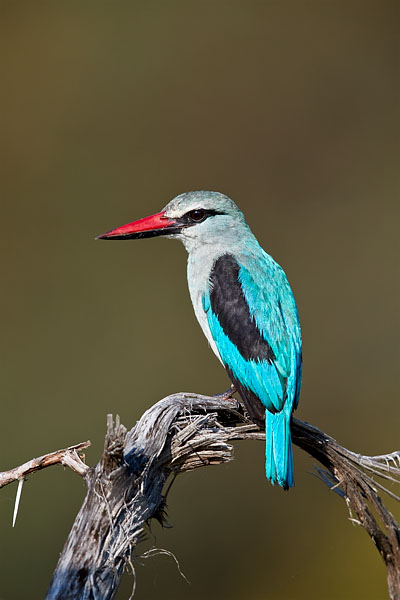 Woodland Kingfisher