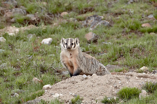 Badger