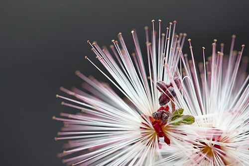 Fairy Duster