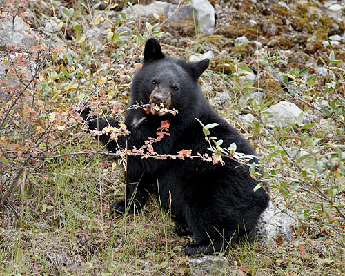 Black Bear Cub