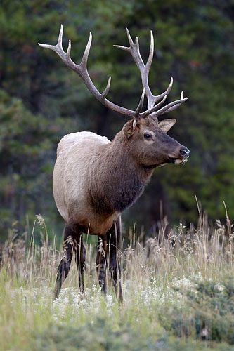Bull Elk