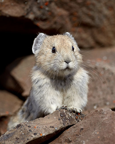American Pika