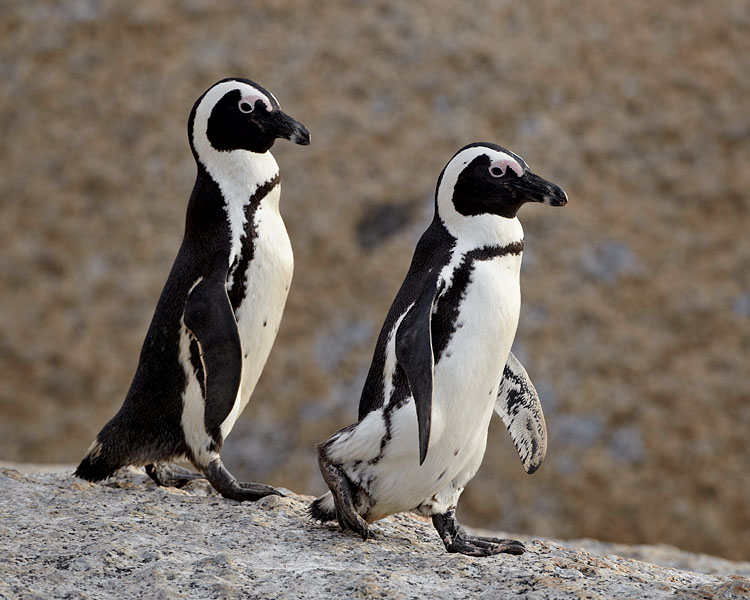 Two African Penguins