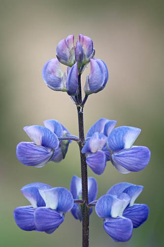 Meadow Lupine