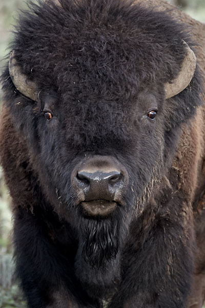 Bison Bull