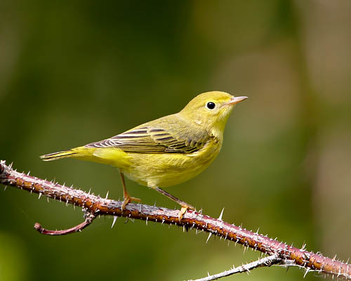 Yellow Warbler
