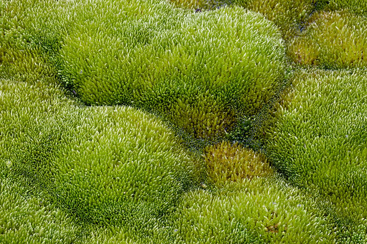 Moss Mounds