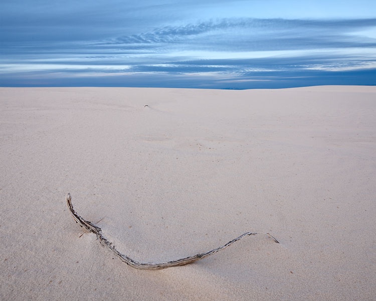 Twig On Dune