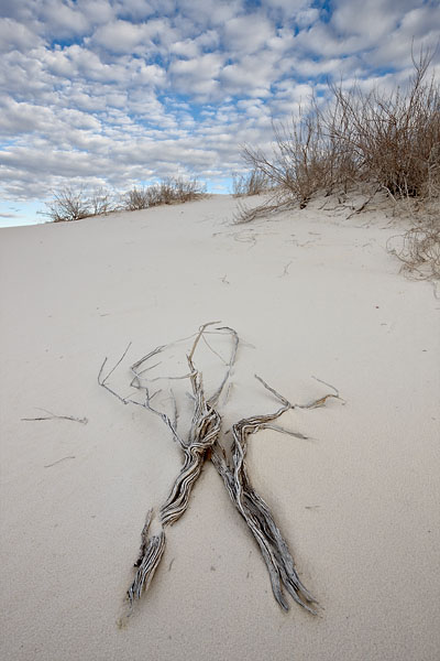 Twigs On Dune