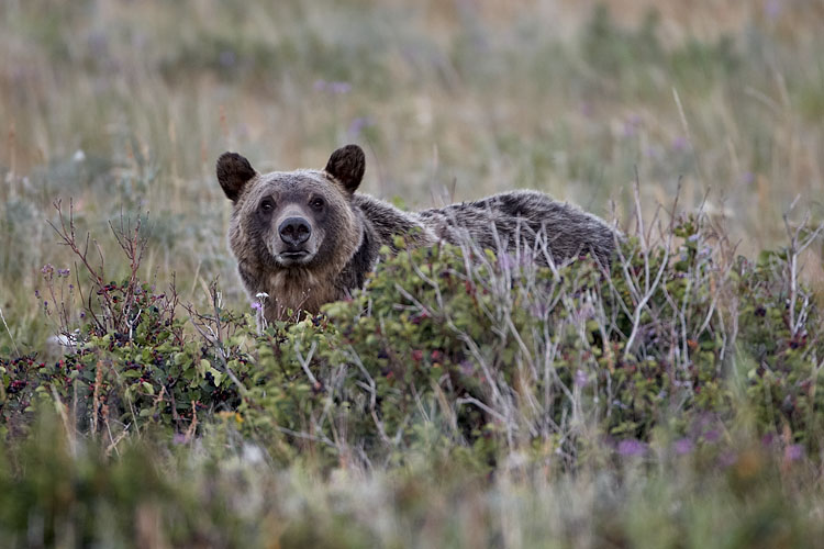 Grizzly Bear