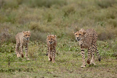 Cheetah Family