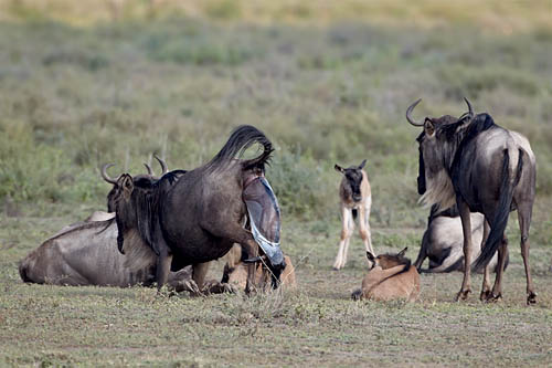 Wildebeest Giving Birth