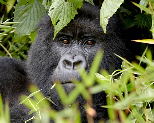 Mountain Gorilla