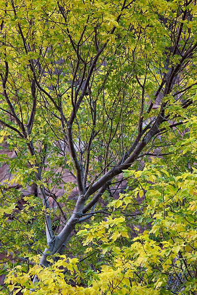 Yellowing Boxelder Maple