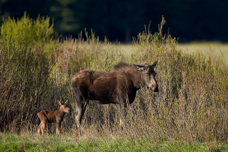 Moose Cow And Calf
