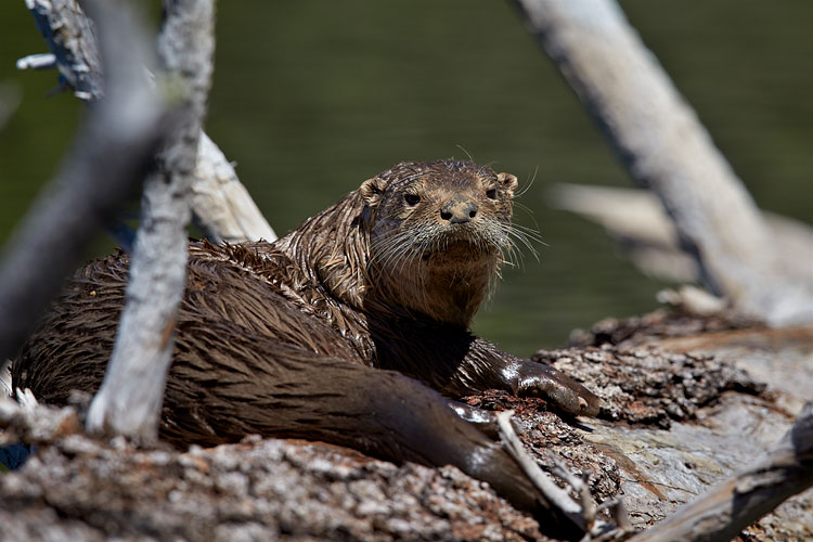 River Otter