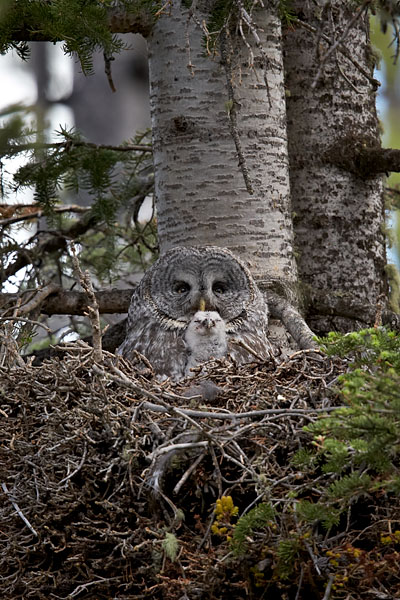 Great Gray Owl Mother And Chick