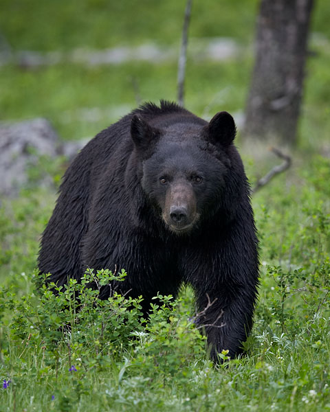 Black Bear