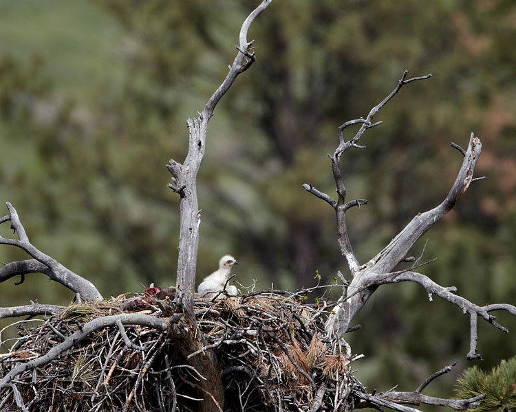 Golden Eagle Chick On May 17th
