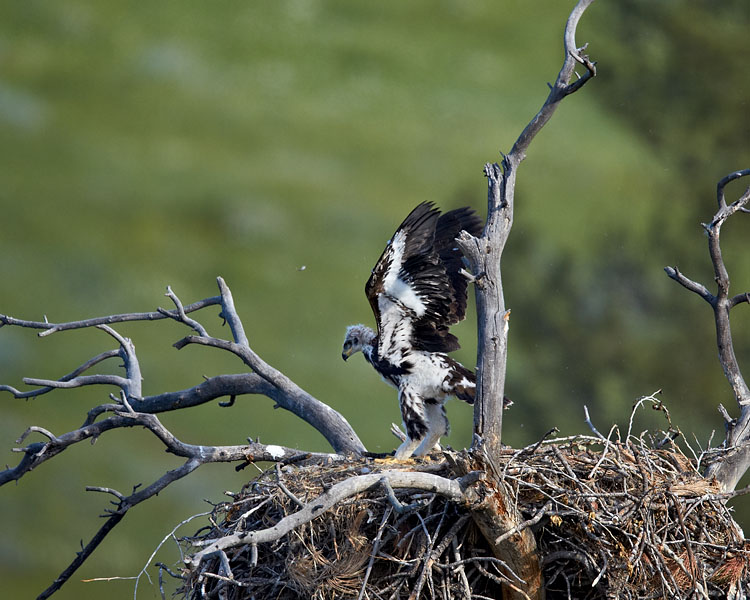 Golden Eagle Chick On June 18th