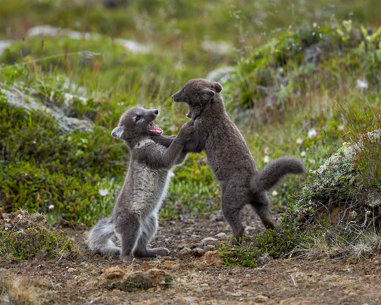Arctic Fox Kits