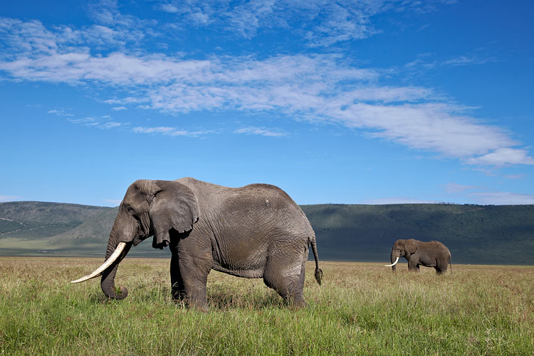 African Elephants
