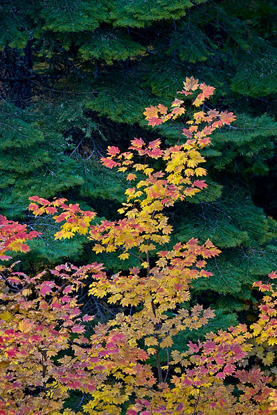 Vine Maple