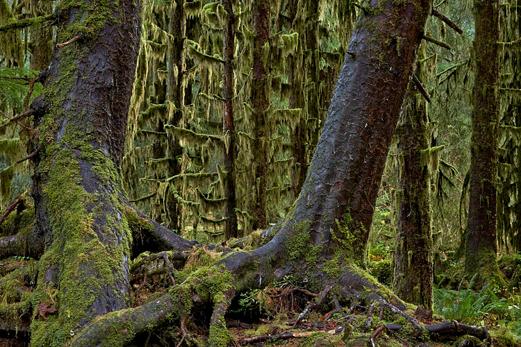 Rainforest
