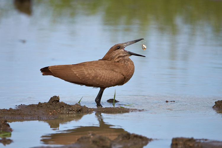 Hamerkop Flipping A Fish