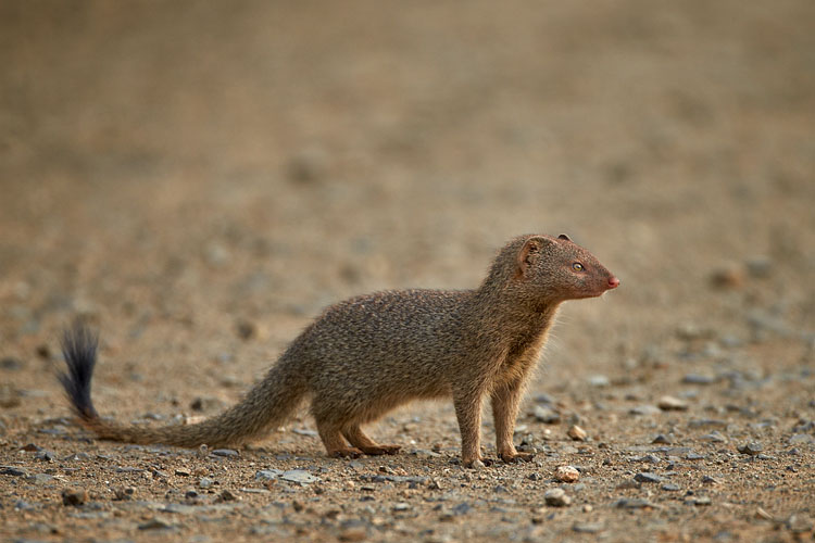 Slender Mongoose