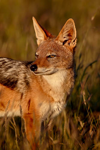 Black-Backed Jackal