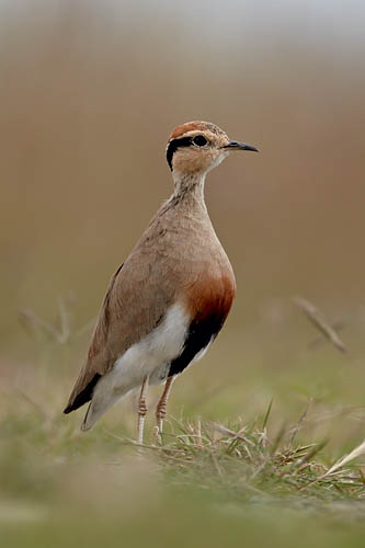 Temminck's Courser