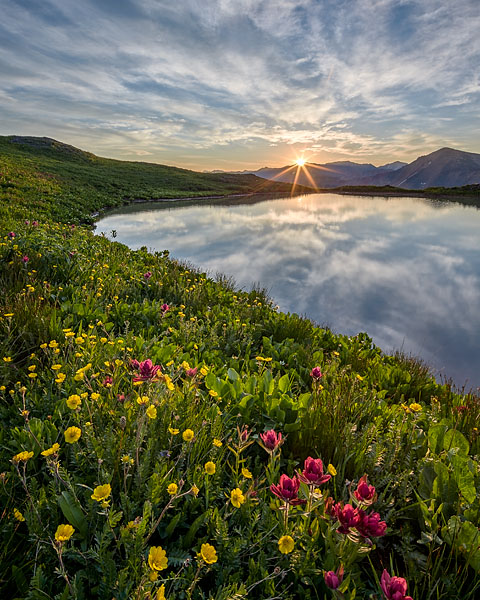 Wildflower Sunrise