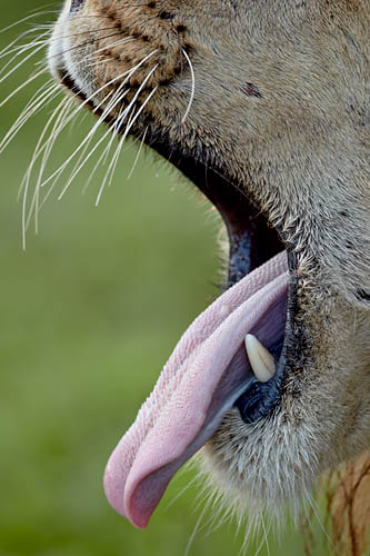 Lion Yawning