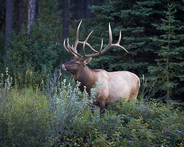Bull Elk
