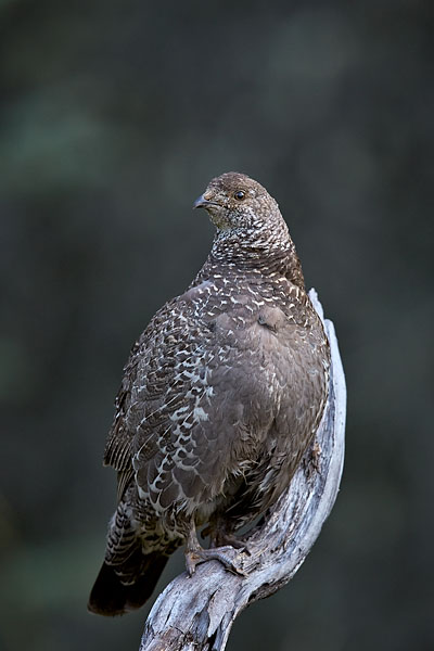 Dusky Grouse