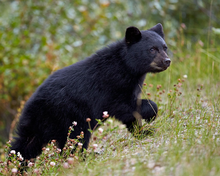 Black Bear Cub