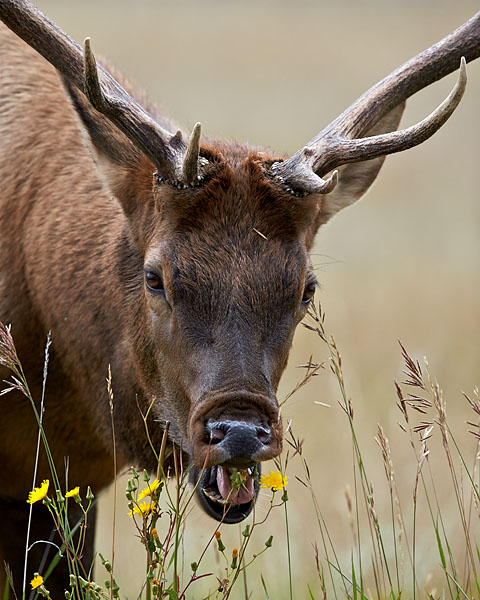 Bull Elk
