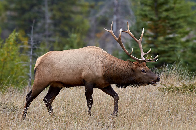 Bull Elk