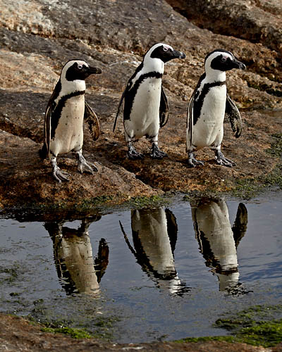 Three African Penguins